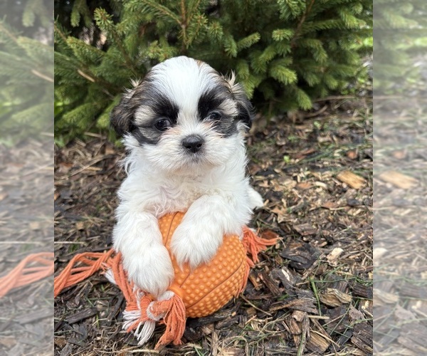 Medium Photo #1 Shih Tzu Puppy For Sale in MIDDLEBURY, IN, USA