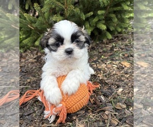 Shih Tzu Puppy for sale in MIDDLEBURY, IN, USA