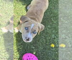 Small #3 Labrador Retriever Mix