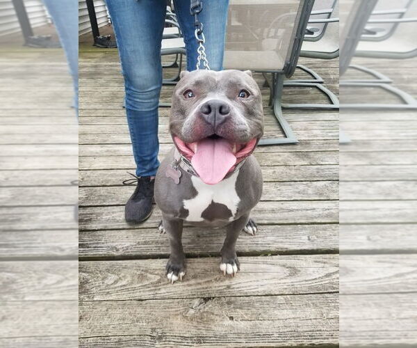 Medium Photo #12 American Pit Bull Terrier Puppy For Sale in Caldwell, NJ, USA