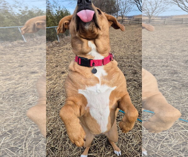 Medium Photo #3 Labrador Retriever-Rhodesian Ridgeback Mix Puppy For Sale in Techny, IL, USA