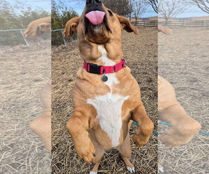 Sasha - Female Labrador Retriever-Rhodesian Ridgeback Mix Dog for Adoption - Photo #3