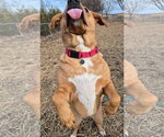 Small Photo #3 Labrador Retriever-Rhodesian Ridgeback Mix Puppy For Sale in Techny, IL, USA