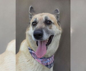 German Shepherd Dog Dogs for adoption in Pasadena, CA, USA