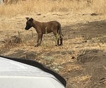 Small Photo #4 Belgian Malinois Puppy For Sale in SQUAW VALLEY, CA, USA