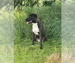Small Labrador Retriever Mix
