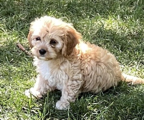 Medium Photo #1 Cavapoo Puppy For Sale in CONCORD, IN, USA