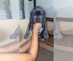Small Photo #4 Bullmastiff-Cane Corso Mix Puppy For Sale in SACRAMENTO, CA, USA