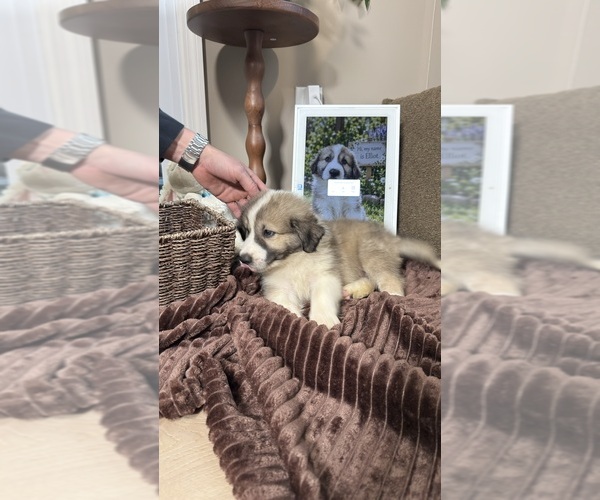 Medium Photo #74 Aussie Pyrenees Puppy For Sale in LEXINGTON, SC, USA