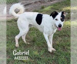 GABRIEL - Male Border Collie Dog for Adoption - Photo #2