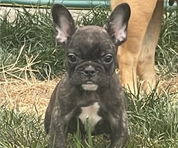 Medium Photo #1 French Bulldog Puppy For Sale in PUYALLUP, WA, USA