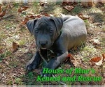 Small #6 American Pit Bull Terrier