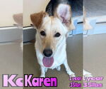 Small #3 Labrador Retriever Mix