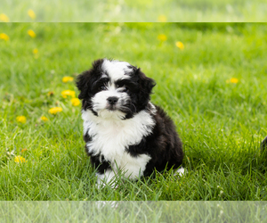 Zuchon Puppy for sale in WOLCOTTVILLE, IN, USA