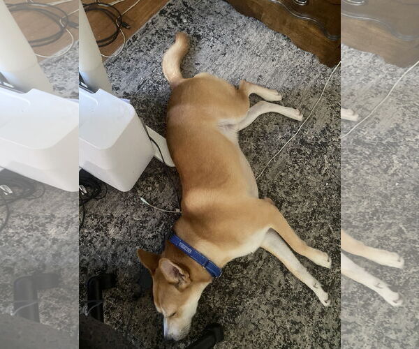 Medium Photo #8 Carolina Dog Puppy For Sale in Tampa, FL, USA