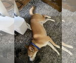 Small #7 Carolina Dog