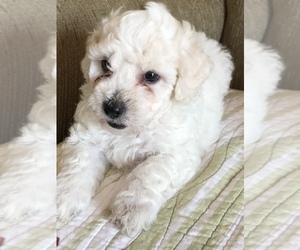 Poodle (Miniature) Puppy for sale in STANTON, MI, USA