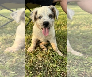 Texas Heeler Puppy for sale in GAINESVILLE, MO, USA