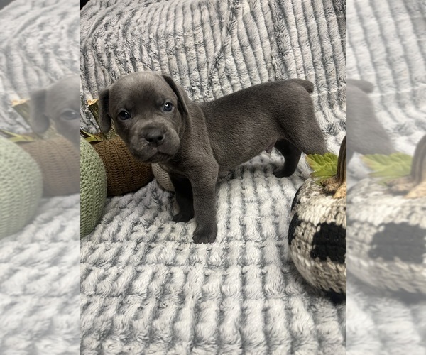 Medium Photo #1 Cane Corso Puppy For Sale in AMITY, AR, USA