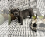 Puppy Puppy 7 aladdin Cane Corso