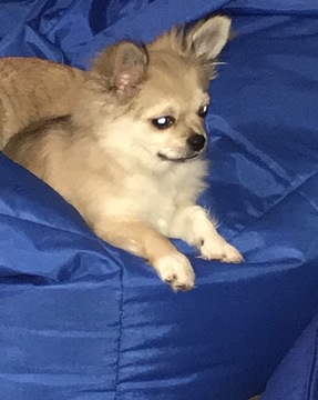 Medium Photo #23 Chihuahua Puppy For Sale in CHARLESTON, SC, USA