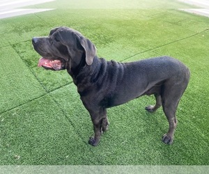 Neapolitan Mastiff Puppy for sale in CARROLLTON, TX, USA