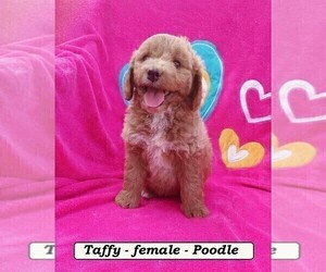 Poodle (Miniature) Puppy for sale in CLARKRANGE, TN, USA