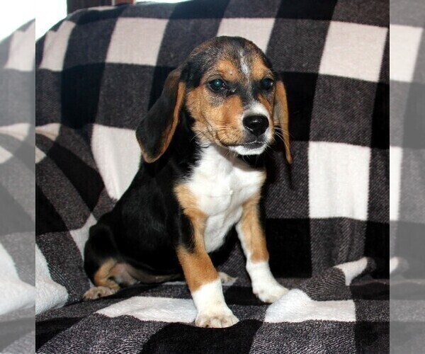 Medium Photo #6 Beagle Puppy For Sale in PINE GROVE, PA, USA