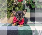 Small Photo #2 Chihuahua Puppy For Sale in KIRKWOOD, PA, USA