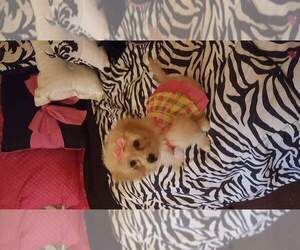 Shiranian Puppy for sale in PORTAGE, IN, USA