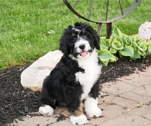 Bernedoodle Puppy for Sale in CLARE, Michigan USA