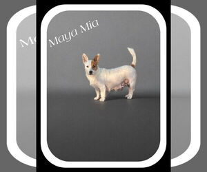 Cojack Dogs for adoption in The Woodlands, TX, USA