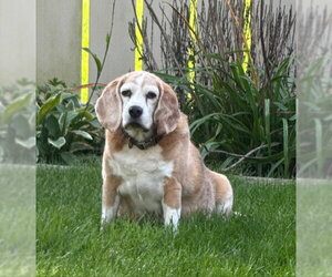 Beagle Dogs for adoption in Holland, MI, USA