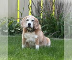 Rhee - Female Beagle Dog for Adoption - Small photo
