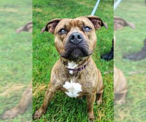 American Pit Bull Terrier-Unknown Mix Dogs for adoption in Center Township, PA, USA