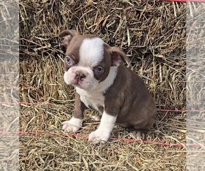 Boston Terrier Puppy for sale in JASONVILLE, IN, USA
