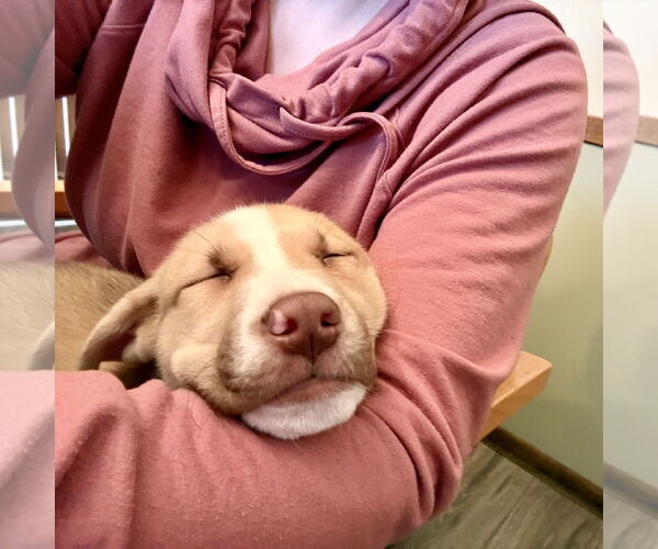 Medium Photo #3 Siberian Husky-Unknown Mix Puppy For Sale in Fargo, ND, USA