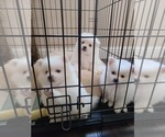 Small Photo #21 Pomeranian Puppy For Sale in CITRUS HEIGHTS, CA, USA