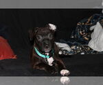 Small #8 Staffordshire Bull Terrier Mix