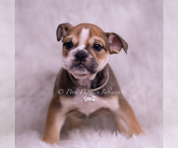 Medium Photo #4 Bulldog Puppy For Sale in WARSAW, IN, USA