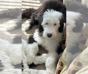 Old English Sheepdog Puppy for sale in WHITESTOWN, IN, USA