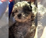 Small Photo #4 Lhasa-Poo Puppy For Sale in E BRUNSWICK, NJ, USA