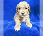 Small Photo #12 Goldendoodle (Miniature) Puppy For Sale in GROVESPRING, MO, USA