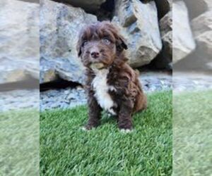 Aussiedoodle Puppy for sale in LAKE STEVENS, WA, USA