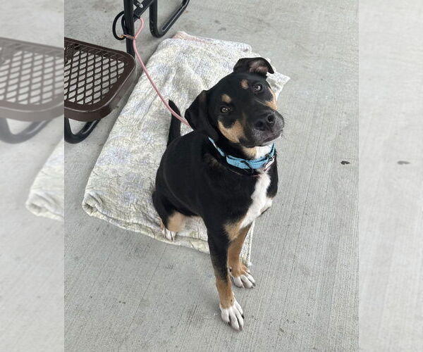 Medium Photo #1 German Pinscher-Unknown Mix Puppy For Sale in Boston, MA, USA