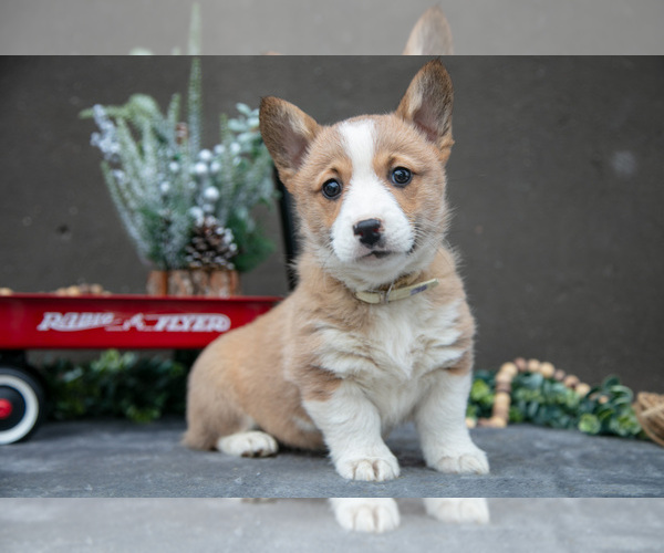 Medium Photo #1 Pembroke Welsh Corgi Puppy For Sale in CHRISTIANA, PA, USA