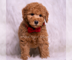 Small Photo #89 Goldendoodle (Miniature) Puppy For Sale in WARSAW, IN, USA