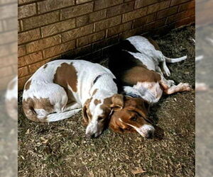 Basset Hound Dogs for adoption in Deepwater, NJ, USA