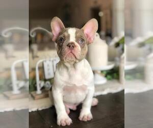 French Bulldog Puppy for sale in PALM BAY, FL, USA