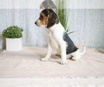 Puppy 6 Beagle-Yorkshire Terrier Mix